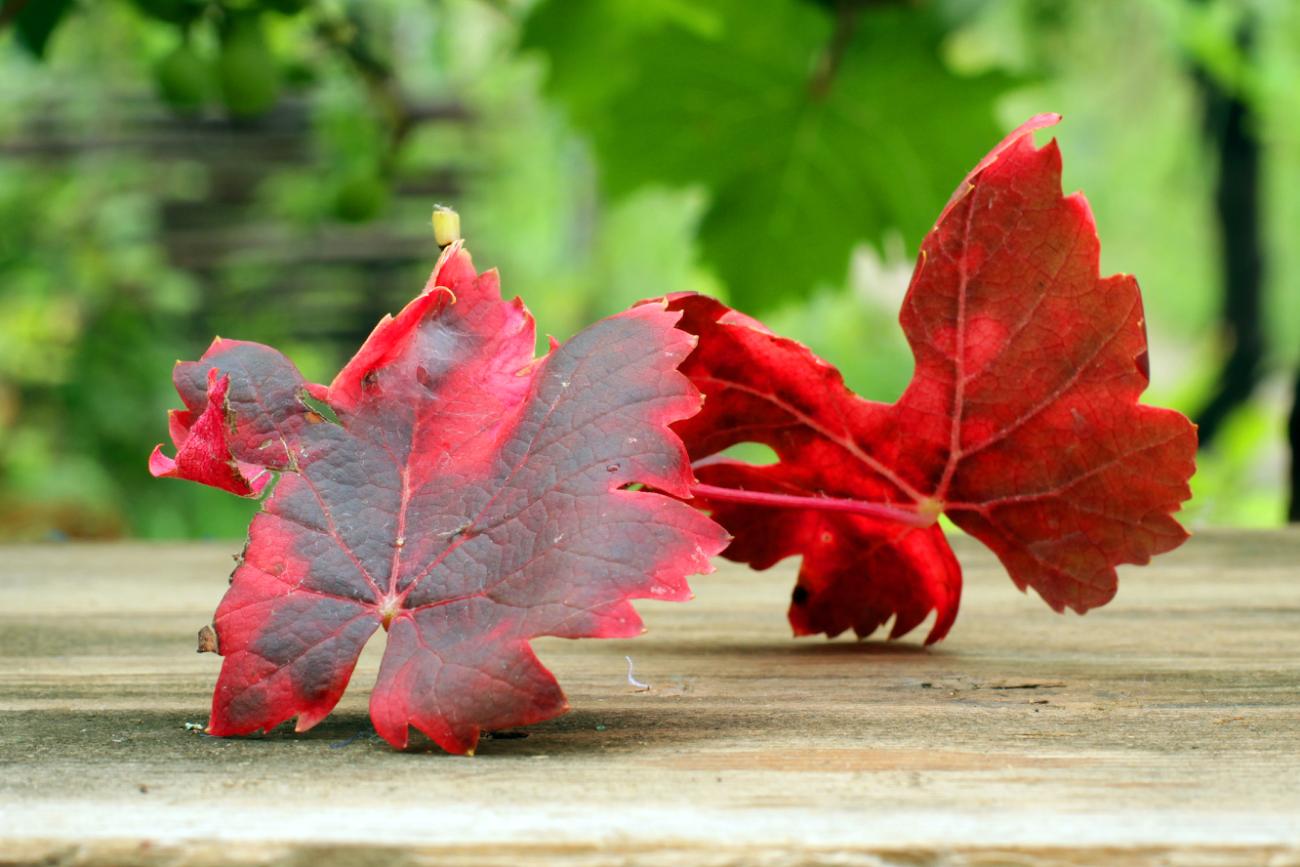 Pătarea roșie a frunzelor viței de vie 